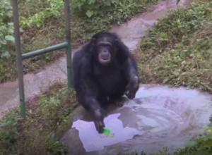 DNEVNA DOZA LEPOG: Pogledajte šta šimpanza radi tigriću