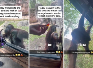 SCENA IZ ZOOLOŠKOG VRTA KOJA JE MNOGE ZAPANJILA: Orangutan je uporno zahtevao od žene da mu pokaže šta krije u torbi, njegova reakcija je mnoge rastužila! (VIDEO)
