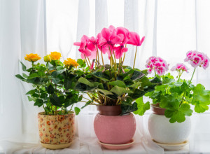 ZAČIN KOJI ČINI ČUDA ZA CVEĆE: Zahvaljujući njemu biljke će biti zdrave i bujne tokom cele godine (FOTO)