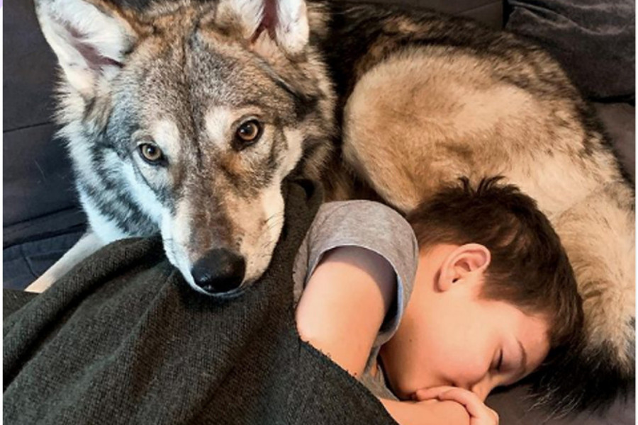KAŽU JOJ DA JE LUDA: Živi u kući sa vukom i malim detetom (FOTO + VIDEO)
