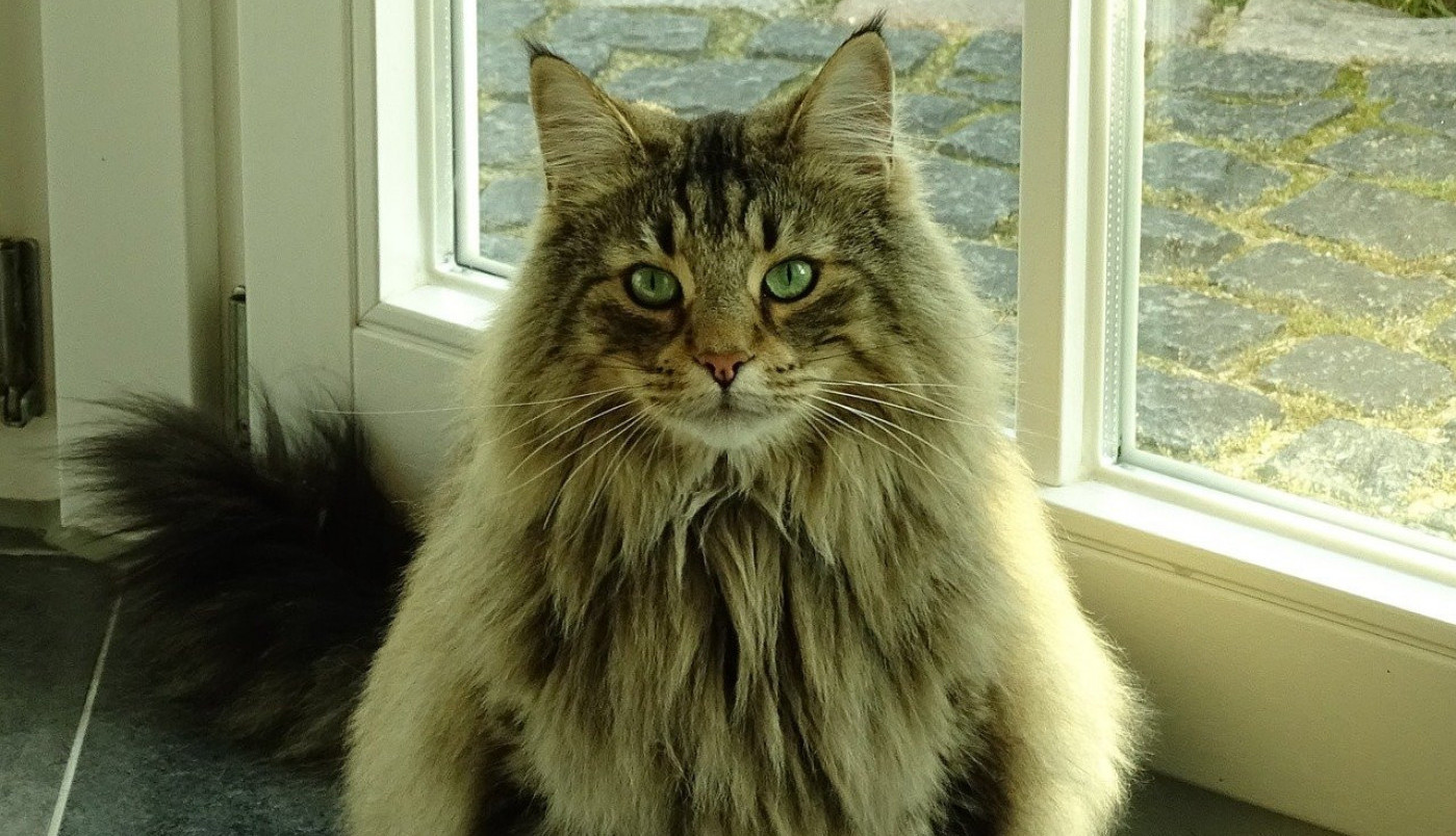 VELIKI ČUPAVI SABORAC VIKINGA: Njeno veličanstvo, norveška šumska mačka