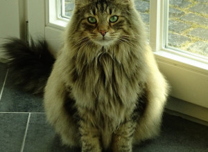 VELIKI ČUPAVI SABORAC VIKINGA: Njeno veličanstvo, norveška šumska mačka