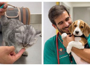 LEČI ŽIVOTINJE I OTAPA ŽENSKA SRCA: Ko ode kod ovog veterinara, neće nikada posetiti drugog