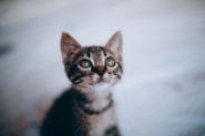 ONA BI PONOVO DA BUDE MALA: Mačka zaboravila da nije više MAČE!