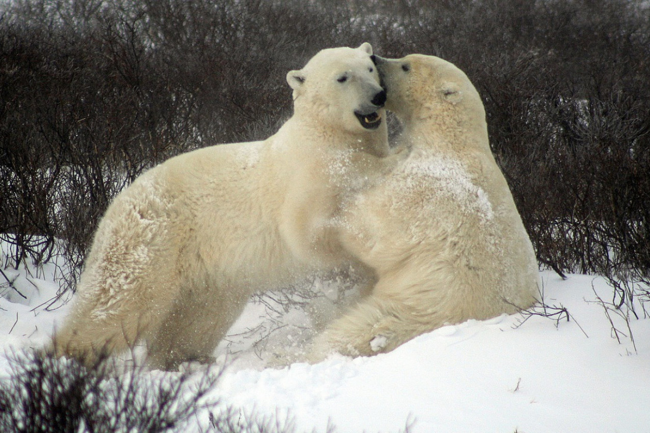 MEDVEDI SE VRAĆAJU KUĆI: Posle 18 dana mladunci polarnog medveda se vratili na mesto odakle su premešteni helikopterom