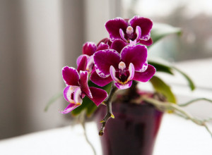 SPAS IZ KUHINJE: Oporavite svoje orhideje namirnicom koju svi imate pri ruci!