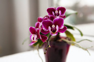 SPAS IZ KUHINJE: Oporavite svoje orhideje namirnicom koju svi imate pri ruci!