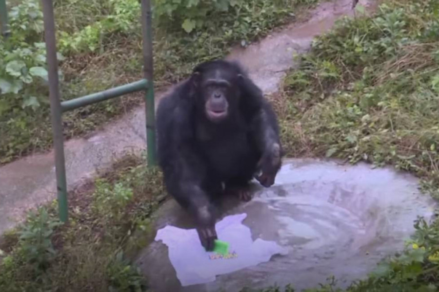 Šimpanza Ju Hui je zvezda Interneta: Sam sebi seče nokte i pere veš