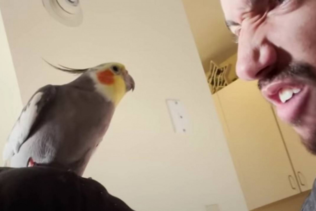 Ljubomorni papagaj: Na sve načine je pokušao da otera dečka svoje vlasnice