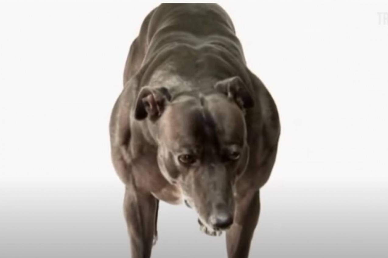 Nežni džin Vendi: Pas sa dvostrukim mišićima