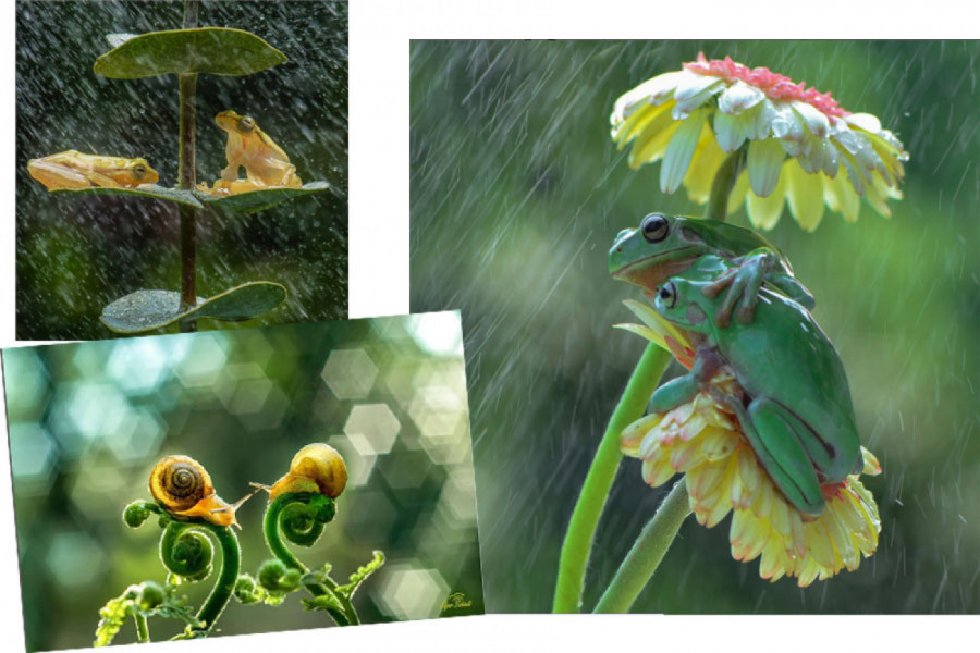 VAŠ MOMENAT ZA UŽIVANJE: Pogledajte šta rade dve žabe na kiši! (FOTO)