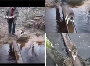 MACINE AKROBACIJE: Ova pametnica je našla način da pređe mokri most i ne pokvasi šapice!