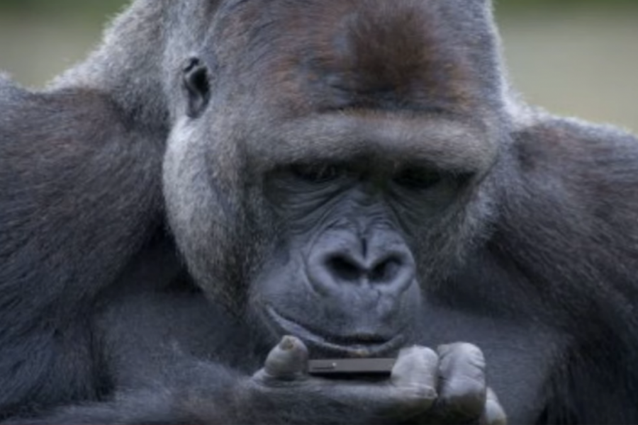 GORILA TEŽAK ZAVISNIK OD MOBILNOG TELEFONA! Pogledajte šta se dogodilo jednoj od najčuvenijih životinja američkog zoo-vrta!