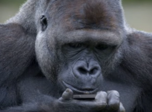 GORILA TEŽAK ZAVISNIK OD MOBILNOG TELEFONA! Pogledajte šta se dogodilo jednoj od najčuvenijih životinja američkog zoo-vrta!