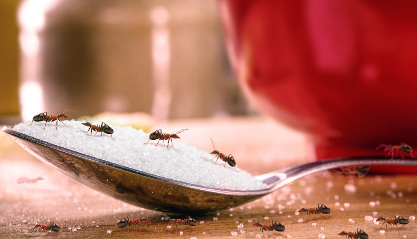 DOSTA VAM JE MRAVA U KUĆI: 6 jednostavnih načina da se rešite ovih dosadnih insekata, sve što vam je potrebno već imate u kuhinji