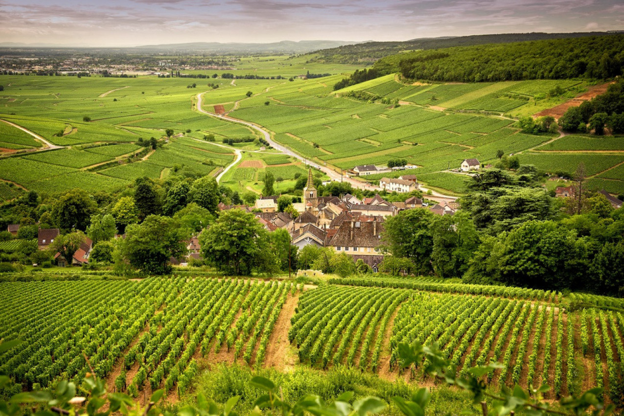 TAJNA NAJBOLJE VINSKE REGIJE NA SVETU! Upoznajte francuski Bordo, mesto gde se prave najskuplja vina!