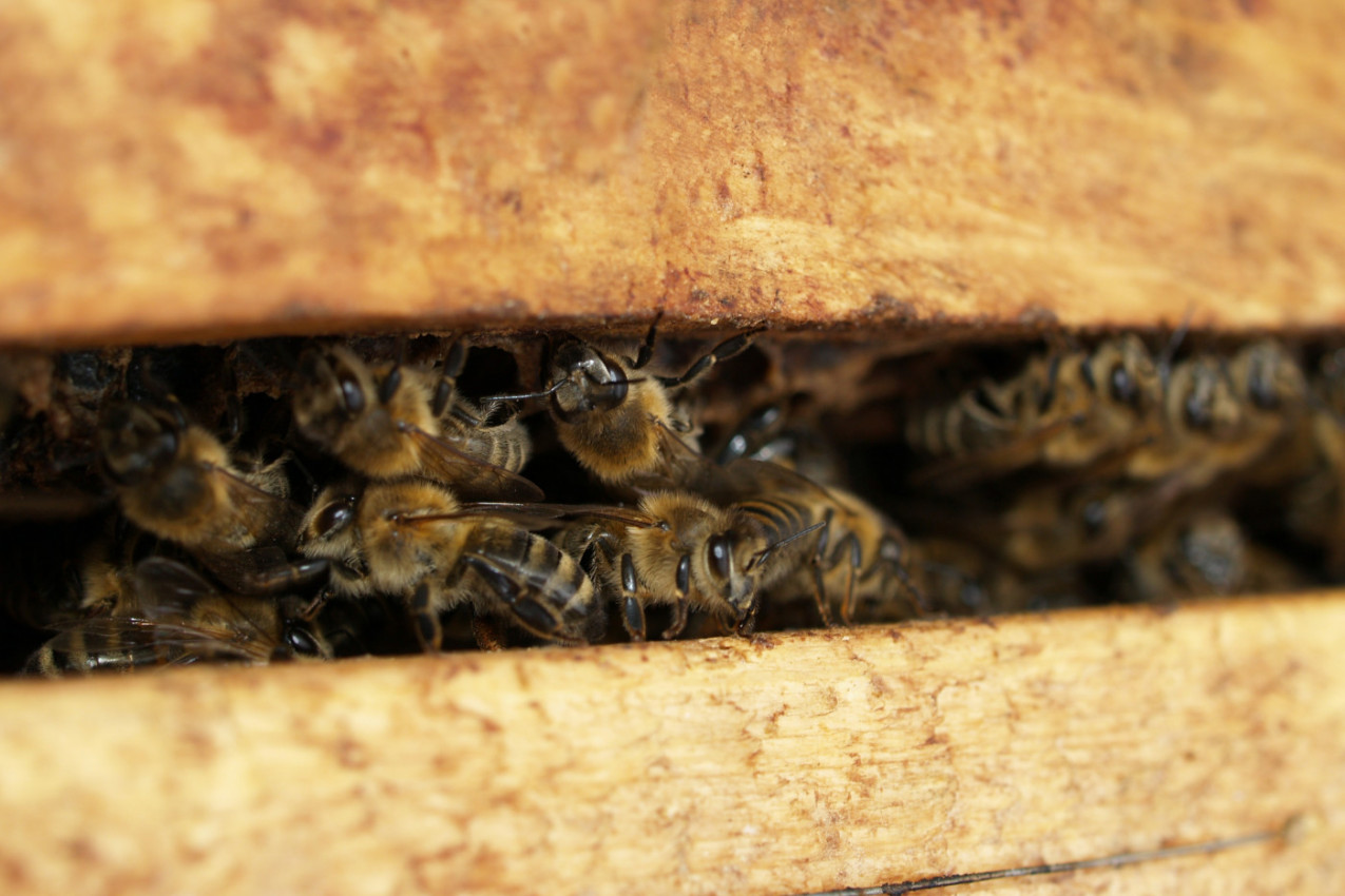 Zaštitite se od osa i pčela! Ovo je PRIRODNA ODBRANA od opasnih insekata