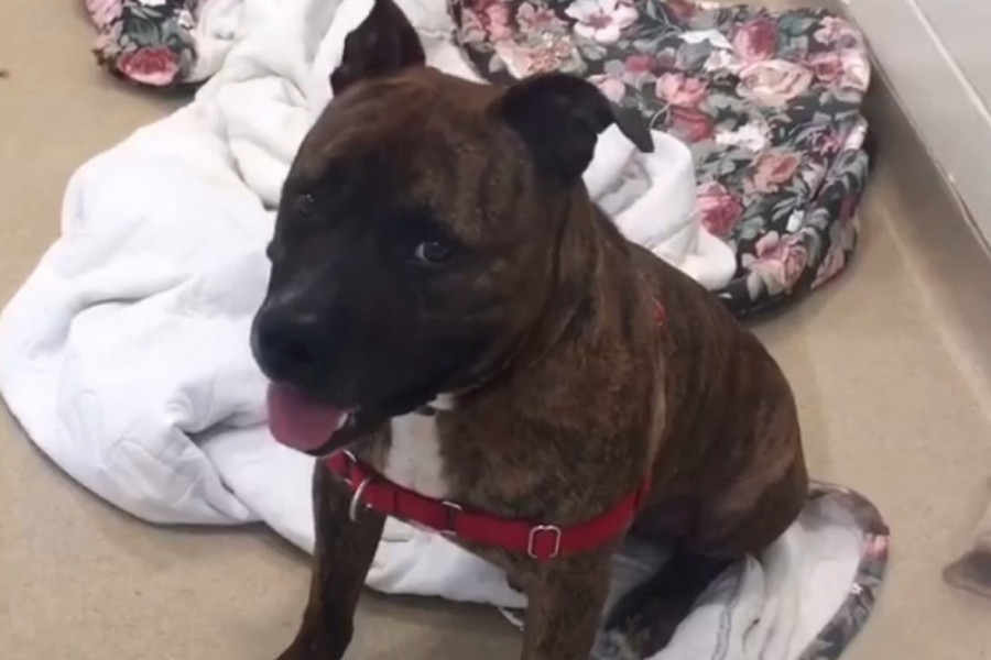 Njega niko nije želeo, a ono što je usledilo KIDA SRCE! Evo šta je uradio ovaj pas! (FOTO+VIDEO)