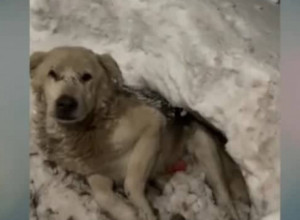 Ležao je upucan u snegu i ČEKAO DA UMRE: Priča ovog psa rasplakaće i ljude sa kamenim srcem (VIDEO)