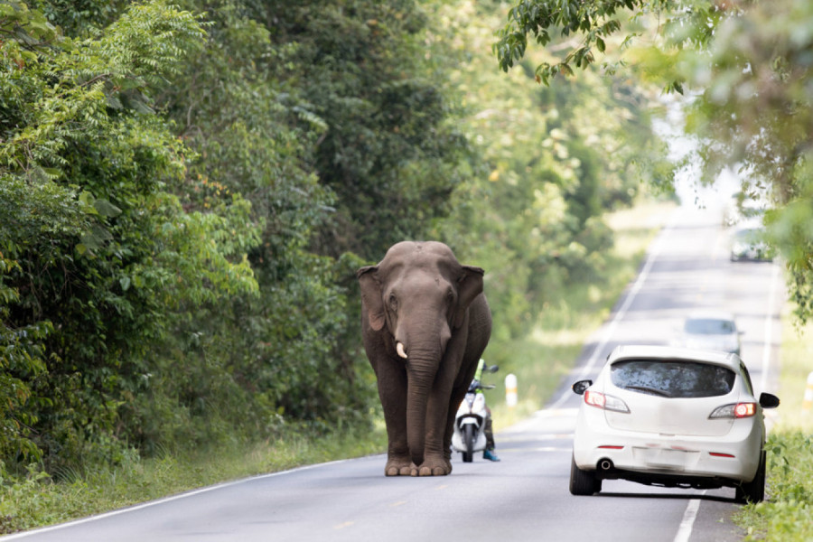 Slon je napadao ljude, ali razlog za to će vas sve šokirati (VIDEO)