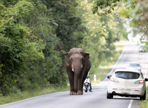 Slon je napadao ljude, ali razlog za to će vas sve šokirati (VIDEO)