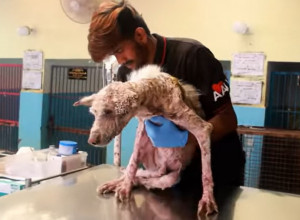 VIDEO KOJI DIRA PRAVO U SRCE! Potresna priča obišla svet, zbog ovog psa svi su plakali, a onda je usledila TRANSFORMACIJA! (VIDEO)