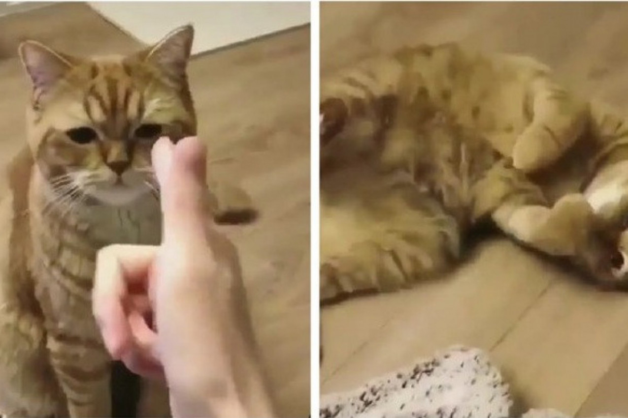 Gazda je uperio prst u nju, a njena reakcija je urnebesna! Ova mačka postala je zvezda društvenih mreža! (VIDEO)