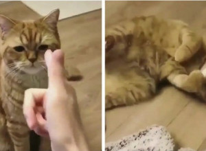 Gazda je uperio prst u nju, a njena reakcija je urnebesna! Ova mačka postala je zvezda društvenih mreža! (VIDEO)
