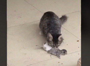 JADNI I ONI I MAJKA KOJA NE ZNA KOME PRE DA POMOGNE! Snimak mame mace i njenih mačića izazvao salve emocija! (VIDEO)