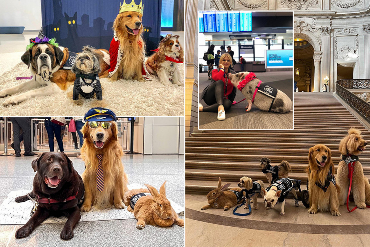 ZBOG OVOGA VREDI PROPUSTITI SVAKI LET:  Upoznajte Lulu, Brodija, Aleks životinje koje žive na aerodromu i pomažu putnicima da se reše stresa (FOTO)