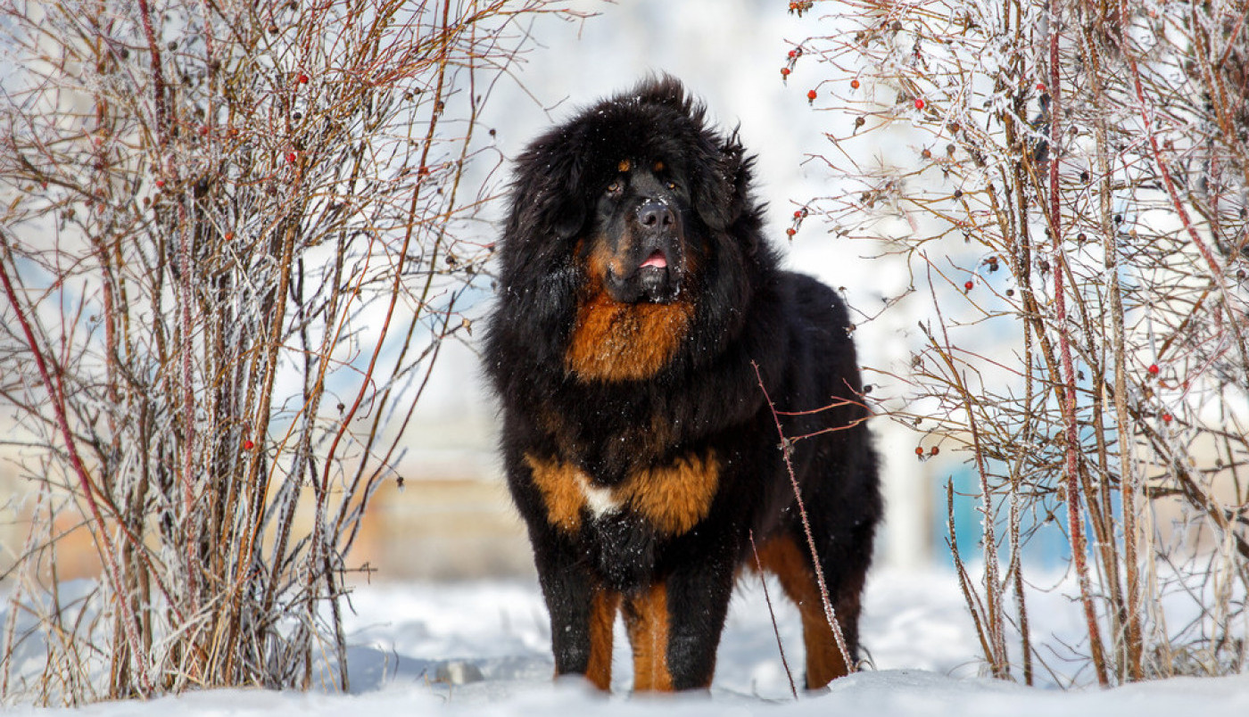 Da li ste znali da je jedno štene tibetanskog mastifa prodato za neverovatnih 2 miliona dolara, zbog čega se ova rasa smatra najskupljom na svetu?