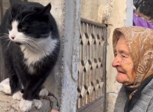 OVAJ VIDEO ĆE VAM PROMENITI DAN: Starica je prišla mački na ogradi, a zbog onog što je životinja uradila mnogi su zanemeli! (VIDEO)