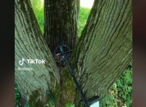 ISTRAŽIVALI SU PO ŠUMI, A KADA SU SE PRIBLIŽILI PANJU S TRI STABLA DETEKTOR IM JE POLUDEO: Počeli su mahnito da kopaju i osetili nešto čvrsto, usledio je krik! (VIDEO)
