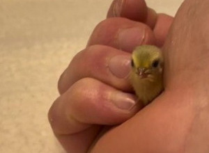 ŠTA TO OVAJ ČOVEK DRŽI U RUCI? Ovaj video će vam popraviti dan i raznežiti vas do suza! (VIDEO)