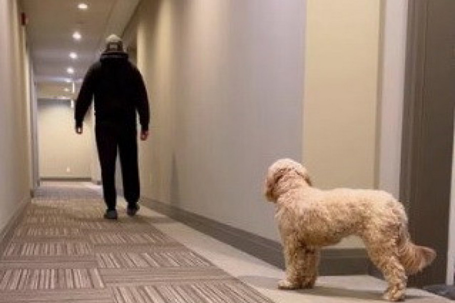 MLADIĆ SE SRUŠIO NASRED HOTELA: Reakcija njegovog psa je sve rasplakala, evo šta je uradio (VIDEO)