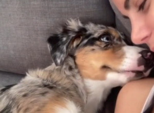 OVAJ SNIMAK OTOPIĆE VAM SRCA: Devojka je poljubila svog psića, a njegova reakcija raznežila je ceo svet (VIDEO)