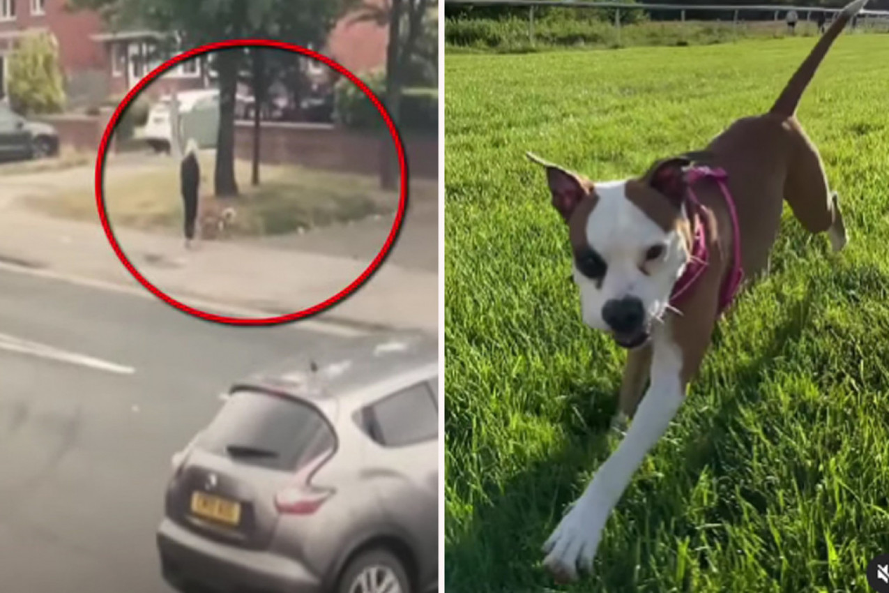 UPOZORENJE! OVAJ SNIMAK LEDI KRV U ŽILAMA: Šetala je psa kad je na nju ogromnom brzinom neleteo džip, ali onda je reagovao njen staford, samo se čuo KRIK! (FOTO/VIDEO)