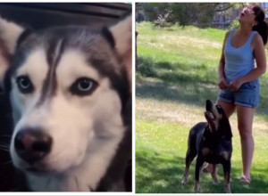 MISLILI STE DA JE NEMOGUĆE DRESIRATI PSA: Dobro pogledajte ove snimke i ne, nije vam se učinilo da su ovi psi progovorili! (VIDEO)