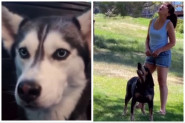 MISLILI STE DA JE NEMOGUĆE DRESIRATI PSA: Dobro pogledajte ove snimke i ne, nije vam se učinilo da su ovi psi progovorili! (VIDEO)