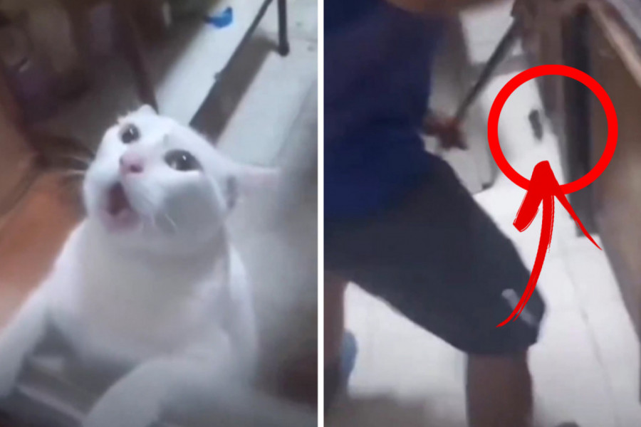 ONA JE KRALJICA DRAME I ZAPOMAŽE NA SAV GLAS: Uplašena mačka pokušava da pobegne, a razlog straha se kosi sa njenim instiktima i prirodom! (VIDEO)