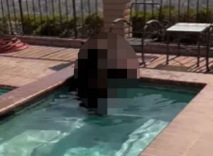 DIJANA JE ČULA BUKU IZ DVORIŠTA I PROVIRILA KROZ PROZOR: Zaledila se od straha kad ga je ugledala u bazenu i istog trenutka je pozvala policiju! (VIDEO)