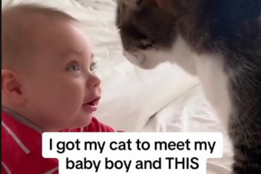 DIRLJIVA SCENA KOJA NIKOG NE OSTAVLJA RAVNODUŠNIM: Mačka je skočila na krevet gde je ležala beba, a onda je usledio trenutak čiste ljubavi! (VIDEO)