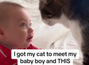 DIRLJIVA SCENA KOJA NIKOG NE OSTAVLJA RAVNODUŠNIM: Mačka je skočila na krevet gde je ležala beba, a onda je usledio trenutak čiste ljubavi! (VIDEO)
