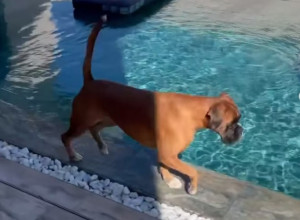 NAŠALIO SE SA LJUBIMCEM NE SLUTEĆI ŠTA ĆE SE DOGODITI: Izbezumljeni pas drhtao od straha kad je video gazdu kao se ne pomera u bazenu (FOTO+VIDEO)