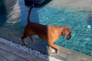 NAŠALIO SE SA LJUBIMCEM NE SLUTEĆI ŠTA ĆE SE DOGODITI: Izbezumljeni pas drhtao od straha kad je video gazdu kao se ne pomera u bazenu (FOTO+VIDEO)