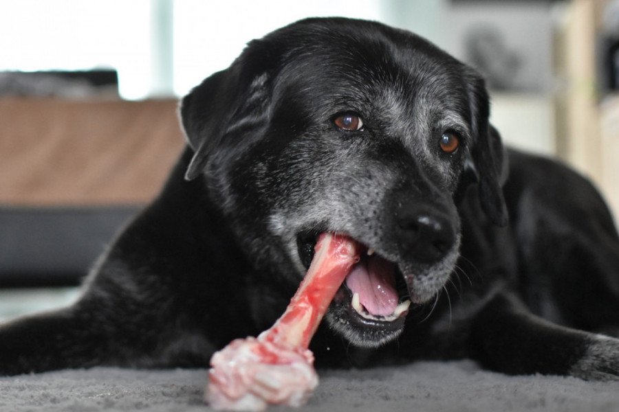 APEL VETERINARA PRED SEZONU SLAVA: Nemojte davati kosti psima može biti fatalno za vašeg ljubimca!
