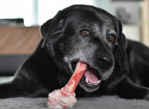 APEL VETERINARA PRED SEZONU SLAVA: Nemojte davati kosti psima može biti fatalno za vašeg ljubimca!