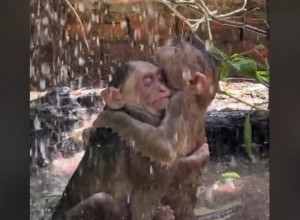 "BOŽE, DAJ MI OVAKVU LJUBAV": Zagrljaj dva majmuna na kiši izazvao lavinu emocija na društvenim mrežama! (VIDEO)