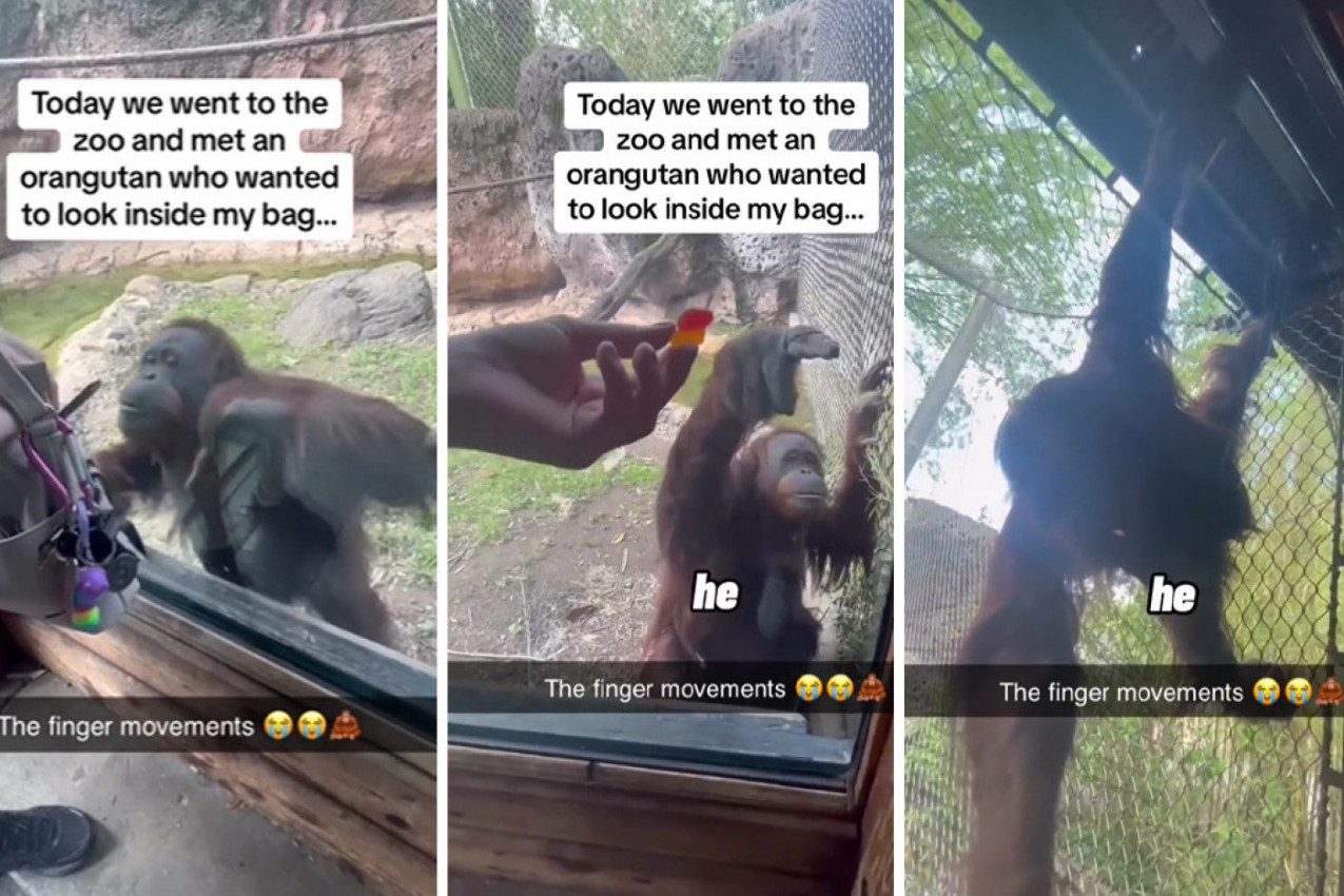 SCENA IZ ZOOLOŠKOG VRTA KOJA JE MNOGE ZAPANJILA: Orangutan je uporno zahtevao od žene da mu pokaže šta krije u torbi, njegova reakcija je mnoge rastužila! (VIDEO)