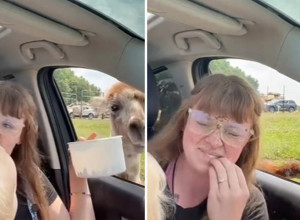 O OVOM SNIMKU BRUJE MREŽE: Žena je bila u autu sa dečakom koji je plakao kad im je prišla lama, usledio je šokantan potez životinje! (VIDEO)